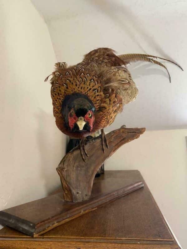 19th Century Antique Taxidermy Cock Phasianus colchicus Stalking On Plinth Antique Miscellaneous 7
