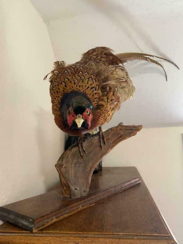 19th Century Antique Taxidermy Cock Phasianus colchicus Stalking On Plinth - Image 5