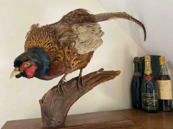 19th Century Antique Taxidermy Cock Phasianus colchicus Stalking On Plinth - Image 3