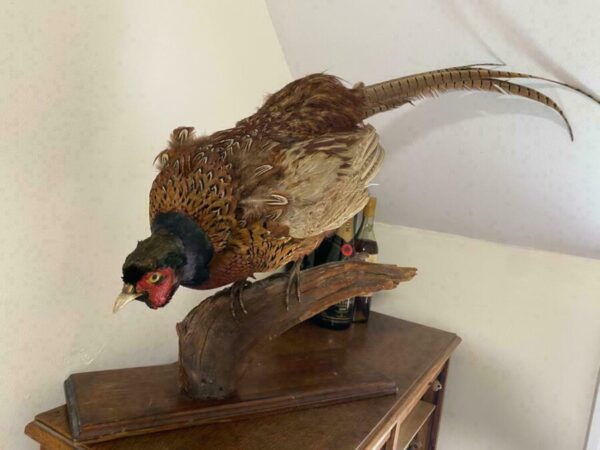 19th Century Antique Taxidermy Cock Phasianus colchicus Stalking On Plinth