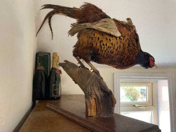 19th Century Antique Taxidermy Cock Phasianus colchicus Stalking On Plinth - Image 2