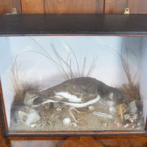 Taxidermy Oyster Catcher SAI2880 Miscellaneous