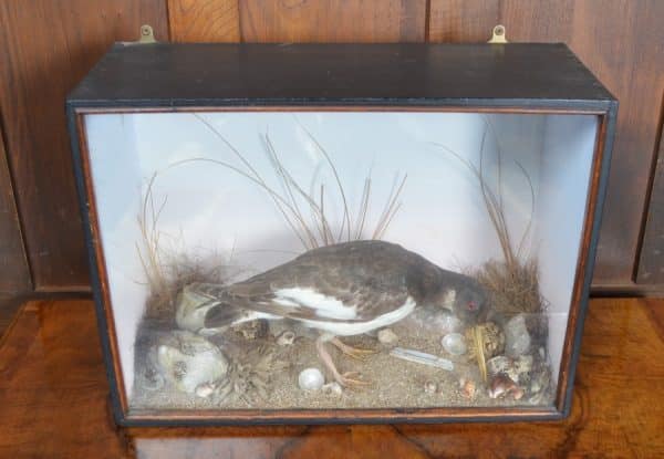 Taxidermy Oyster Catcher SAI2880 Miscellaneous 3