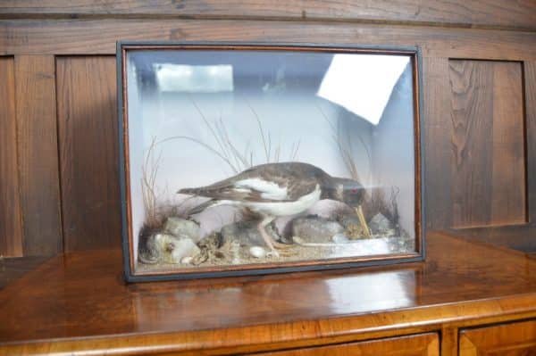 Taxidermy Oyster Catcher SAI2880 Miscellaneous 11