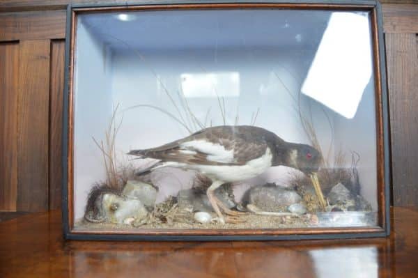Taxidermy Oyster Catcher SAI2880 Miscellaneous 10