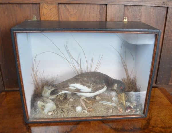 Taxidermy Oyster Catcher SAI2880 Miscellaneous 9