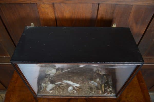 Taxidermy Oyster Catcher SAI2880 Miscellaneous 4