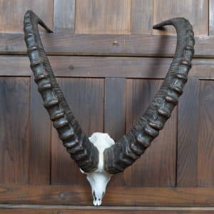 Siberian Ibex ( Capra sibirica )horns SAI2908 Miscellaneous