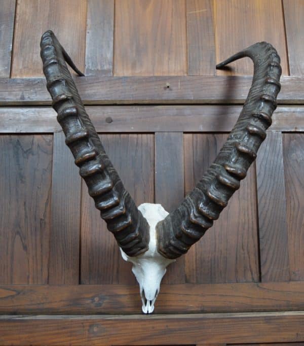 Siberian Ibex ( Capra sibirica )horns SAI2908 - Image 5