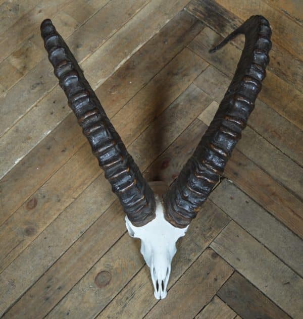 Siberian Ibex ( Capra sibirica )horns SAI2908 - Image 4
