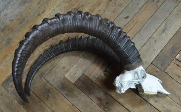Siberian Ibex ( Capra sibirica )horns SAI2908 - Image 3
