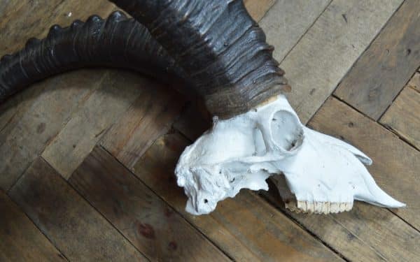 Siberian Ibex ( Capra sibirica )horns SAI2908 - Image 2