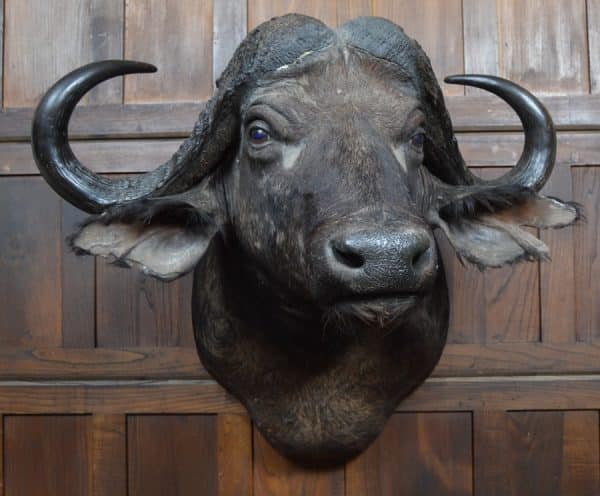 Taxidermy African Cape Buffalo SAI2907