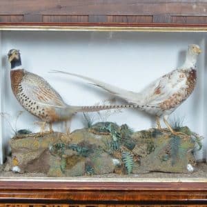 Taxidermy Pair Of Ring- Necked Pheasants SAI2915 Miscellaneous