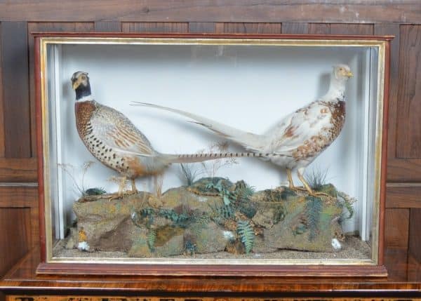 Taxidermy Pair Of Ring- Necked Pheasants SAI2915 Miscellaneous 3