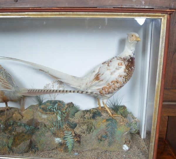Taxidermy Pair Of Ring- Necked Pheasants SAI2915 Miscellaneous 8