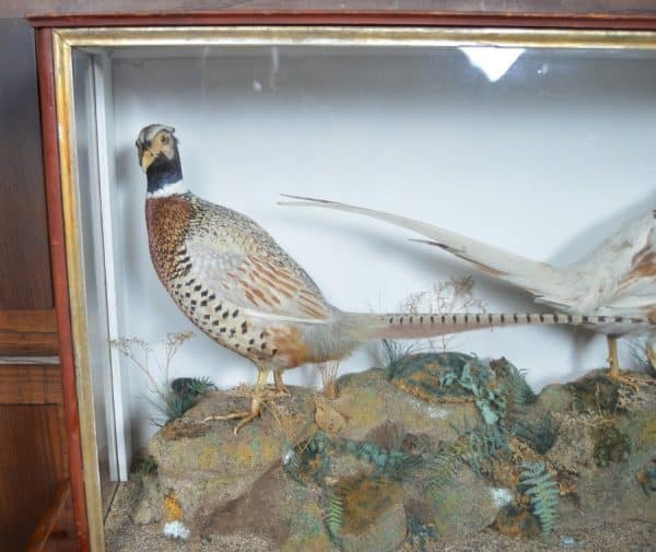 Taxidermy Pair Of Ring- Necked Pheasants SAI2915 Miscellaneous 7