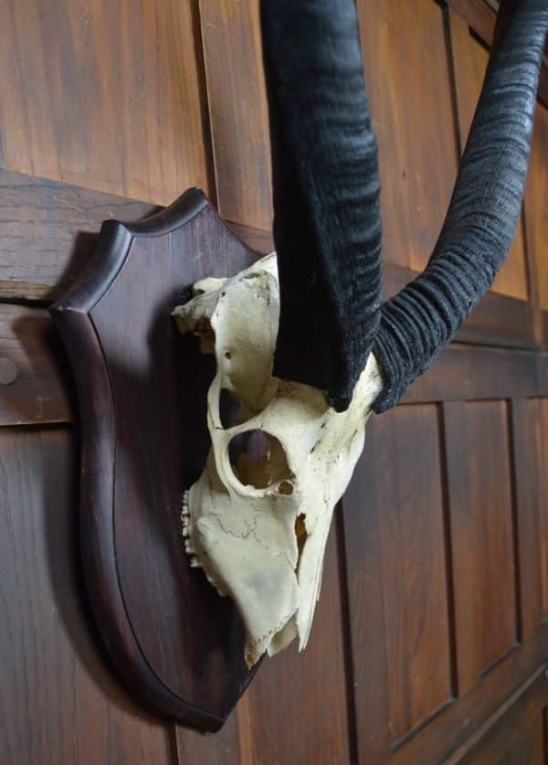 Mounted Antique Skull And Horns SAI2956 Miscellaneous 9
