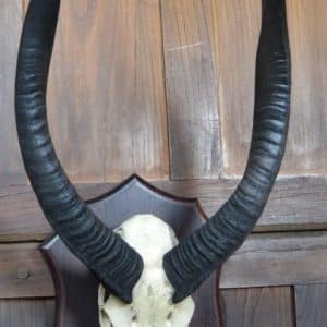 Mounted Antique Skull And Horns SAI2956 Miscellaneous