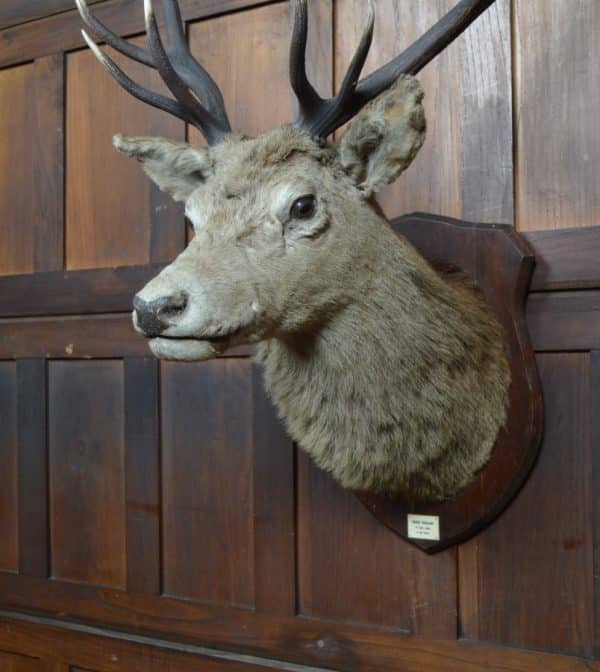 Twelve-Point Royal Stags Taxidermy Head SAI2965 - Image 9
