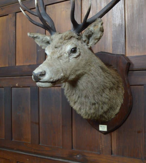 Twelve-Point Royal Stags Taxidermy Head SAI2965 Miscellaneous 11