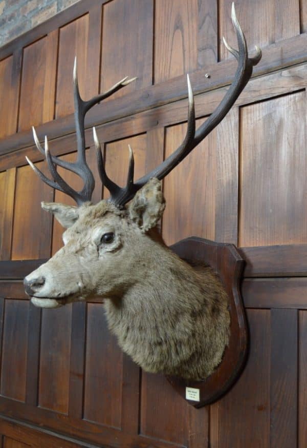 Twelve-Point Royal Stags Taxidermy Head SAI2965 - Image 8