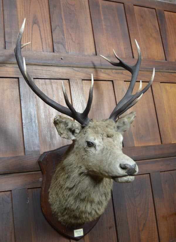 Twelve-Point Royal Stags Taxidermy Head SAI2965 - Image 5