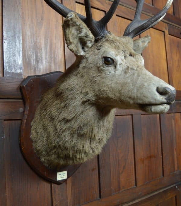 Twelve-Point Royal Stags Taxidermy Head SAI2965 - Image 4