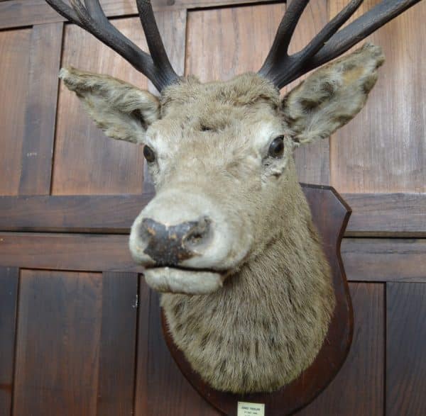 Twelve-Point Royal Stags Taxidermy Head SAI2965 - Image 3