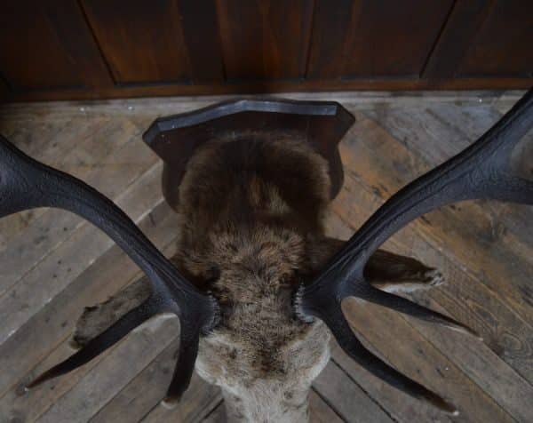 Twelve-Point Royal Stags Taxidermy Head SAI2965 - Image 2
