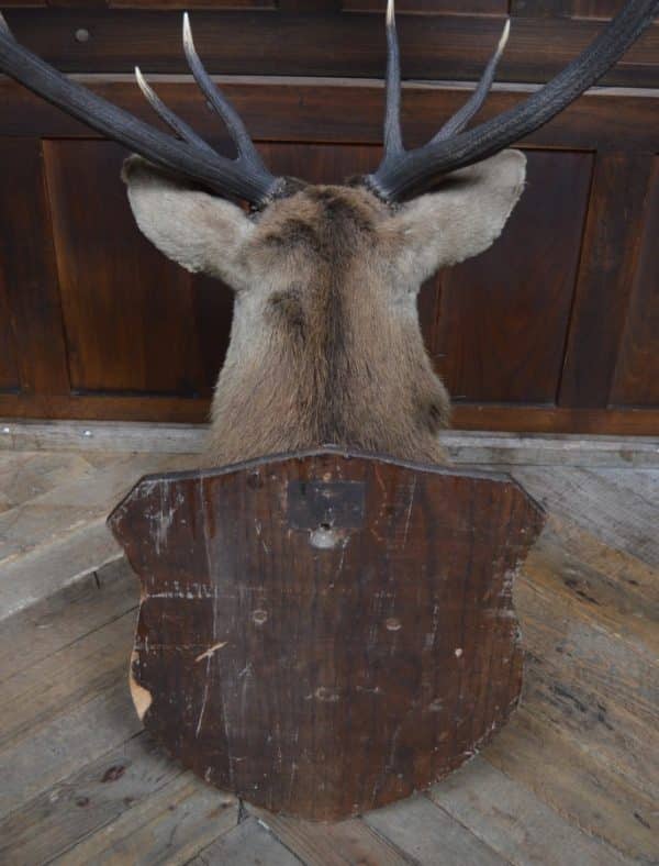 Twelve-Point Royal Stags Taxidermy Head SAI2965 - Image 12