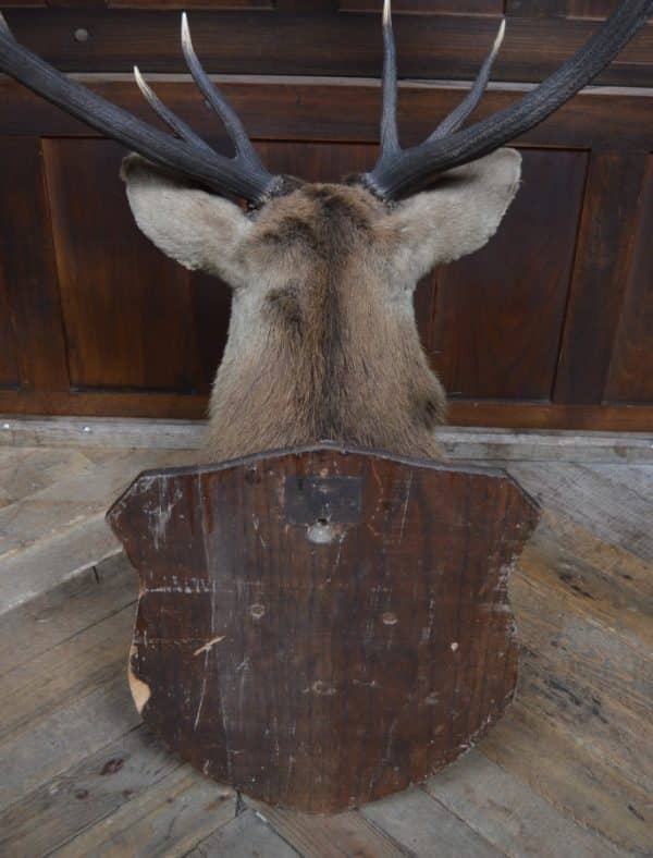 Twelve-Point Royal Stags Taxidermy Head SAI2965 Miscellaneous 14