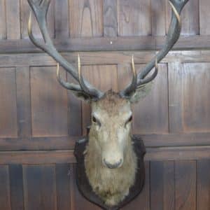 Taxidermy Imperial Stag SAI2992 Miscellaneous