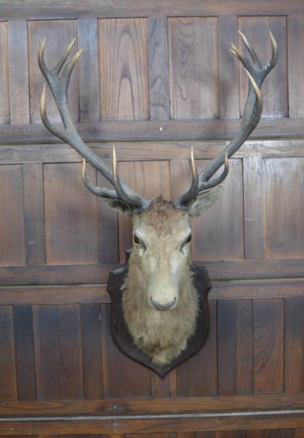 Taxidermy Imperial Stag SAI2992 Miscellaneous 3
