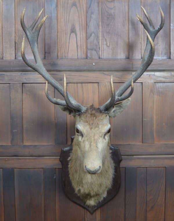 Taxidermy Imperial Stag SAI2992 Miscellaneous 14