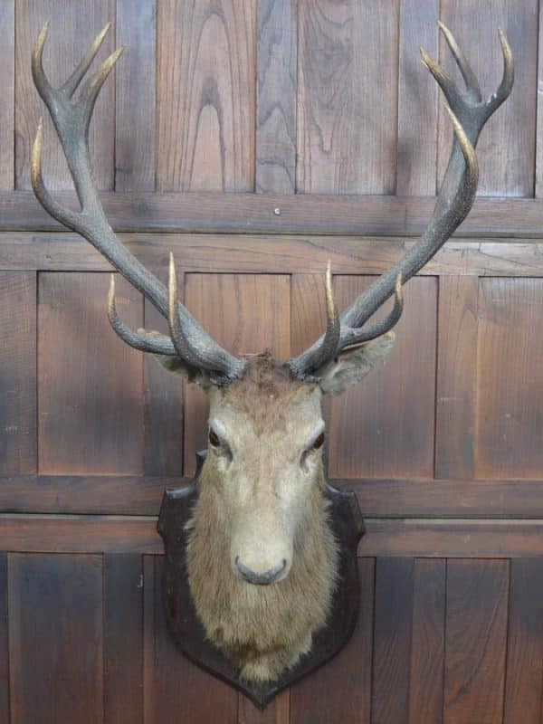 Taxidermy Imperial Stag SAI2992 Miscellaneous 13