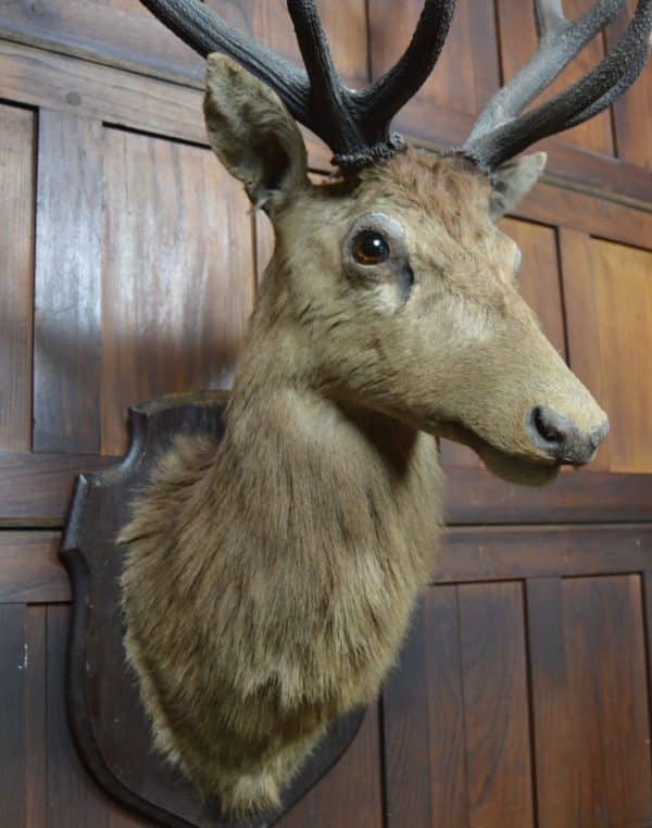Taxidermy Imperial Stag SAI2992 Miscellaneous 11