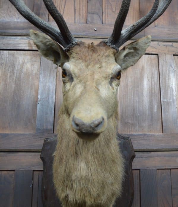 Taxidermy Imperial Stag SAI2992 Miscellaneous 10