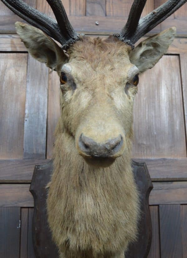 Taxidermy Imperial Stag SAI2992 Miscellaneous 9