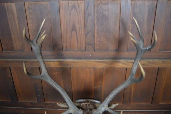 Taxidermy Imperial Stag SAI2992 Miscellaneous 7