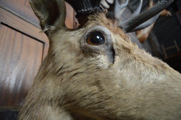 Taxidermy Imperial Stag SAI2992 Miscellaneous 6