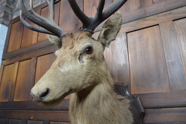 Taxidermy Imperial Stag SAI2992 Miscellaneous 5