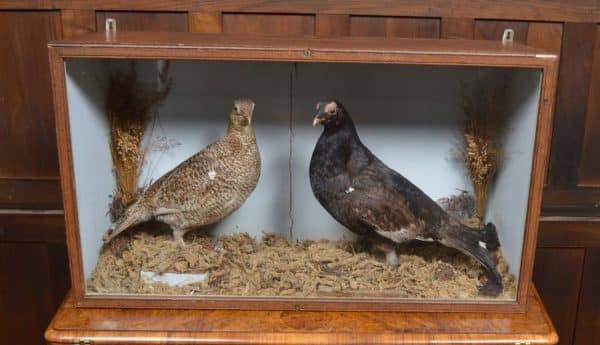 Victorian Taxidermy Grouse SAI3011