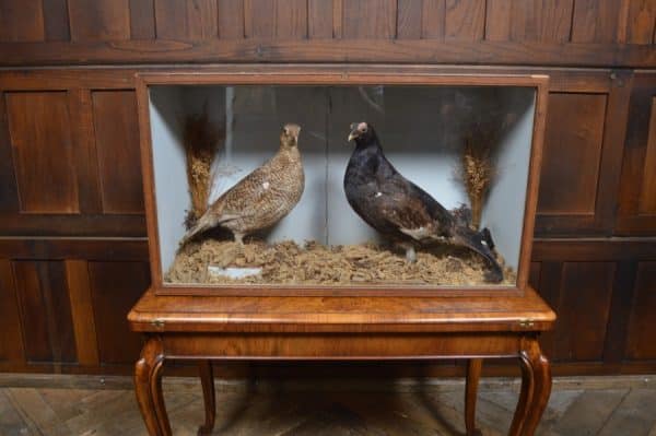 Victorian Taxidermy Grouse SAI3011 - Image 11