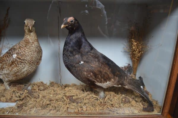 Victorian Taxidermy Grouse SAI3011 - Image 10