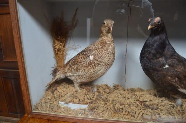 Victorian Taxidermy Grouse SAI3011 - Image 9