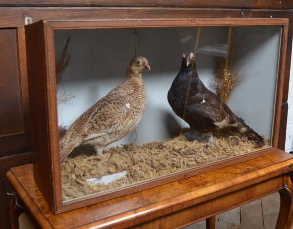 Victorian Taxidermy Grouse SAI3011 - Image 8
