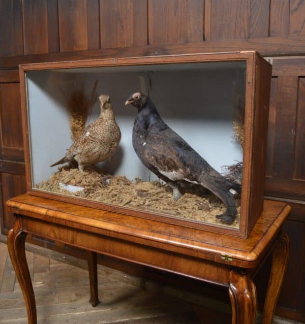 Victorian Taxidermy Grouse SAI3011 - Image 7