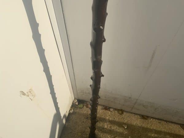 Irish Blackthorn walking stick sword stick - Image 13