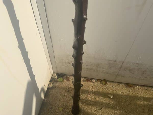 Irish Blackthorn walking stick sword stick Antique Swords 14